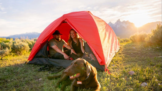 Camping With Dogs: The Complete Guide to a Dog-Friendly Trip