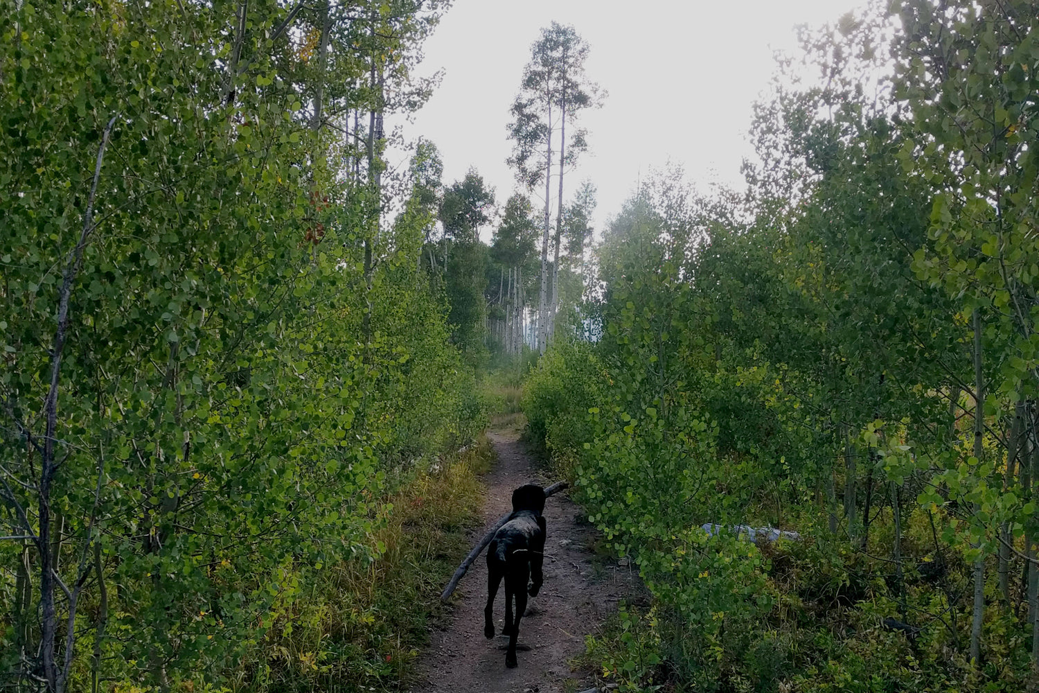 Getting Outdoors with Your Dog