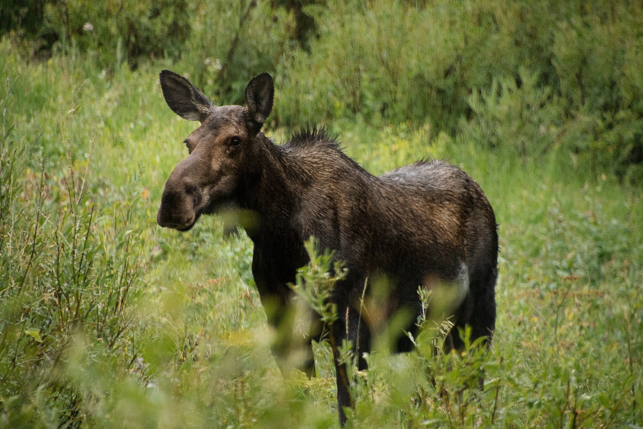 Keeping Safe Around Wildlife