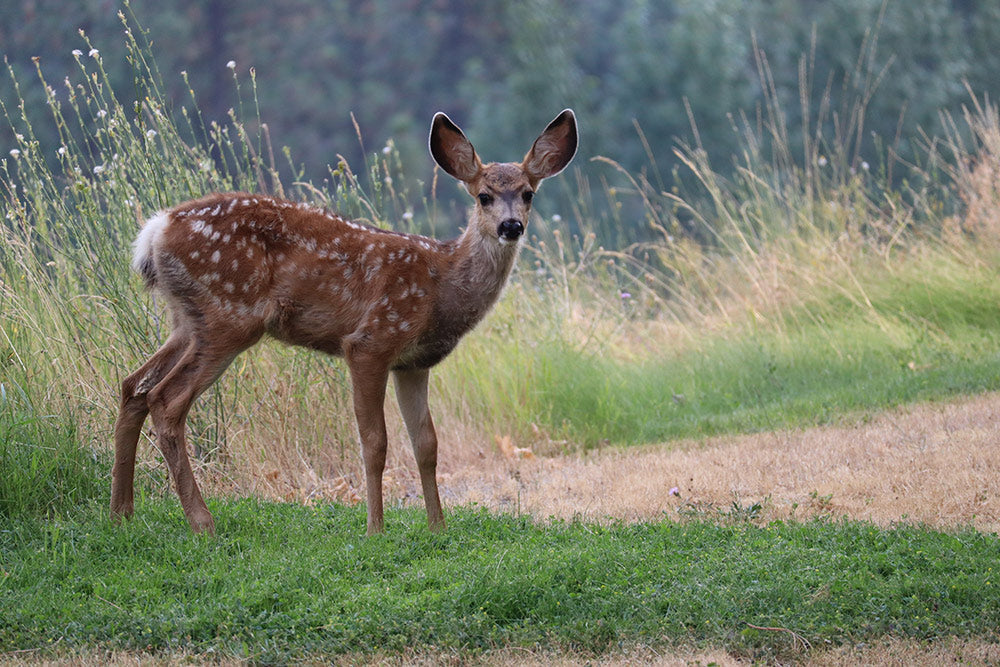 A deer fawn stands amidst tall grass.