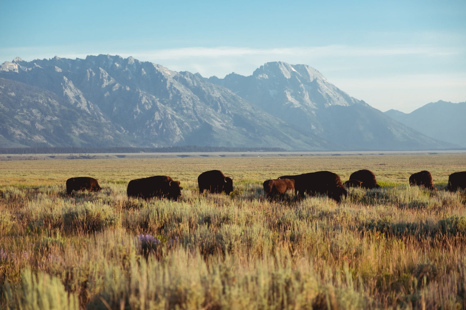 Caring for Wildlife in the Outdoors