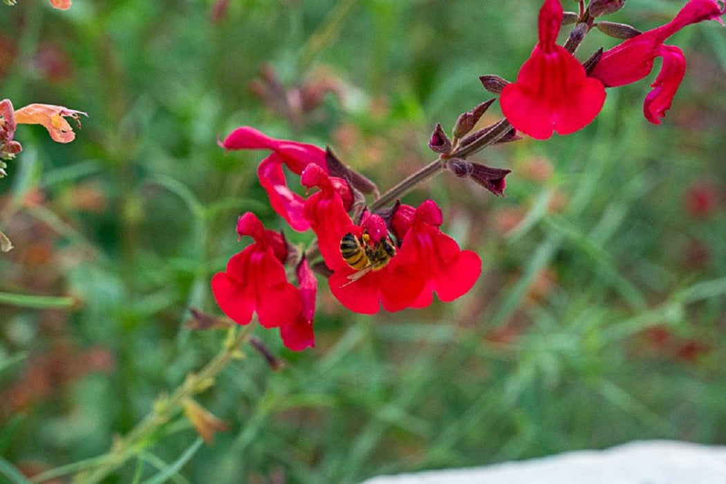 Identifying Wildflowers