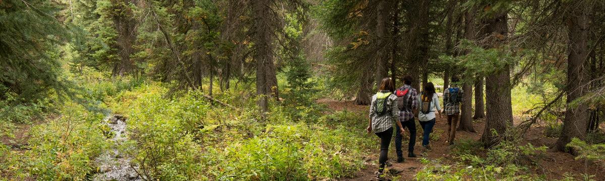 Group of four hikers wearing daypacks walking along a forest trail beside a stream.